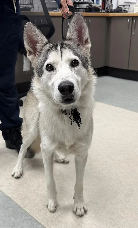 An adult large-sized female Siberian Husky dog named Baby for adoption in Van Nuys, CA