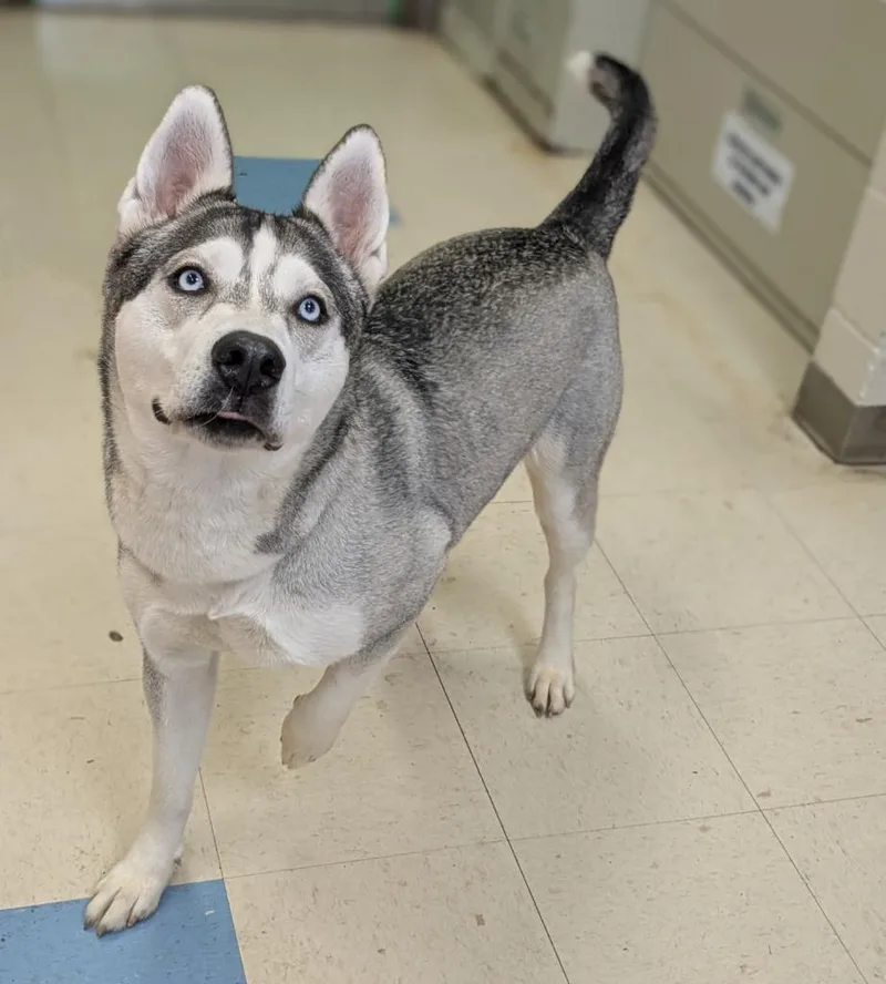 An adult medium-sized male Husky dog named Everest for adoption in Clarksville, TN