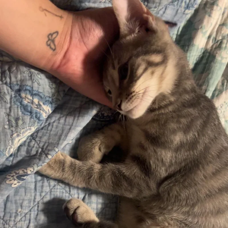 A young medium-sized male Gray / Blue / Silver Domestic Short Hair cat named Stinky for adoption in York, PA