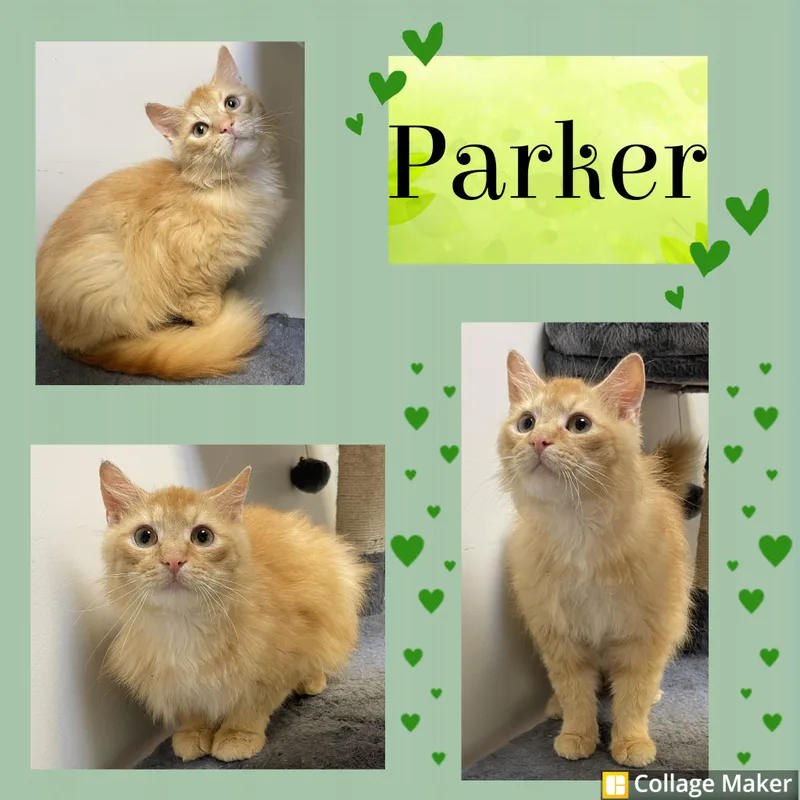 Parker