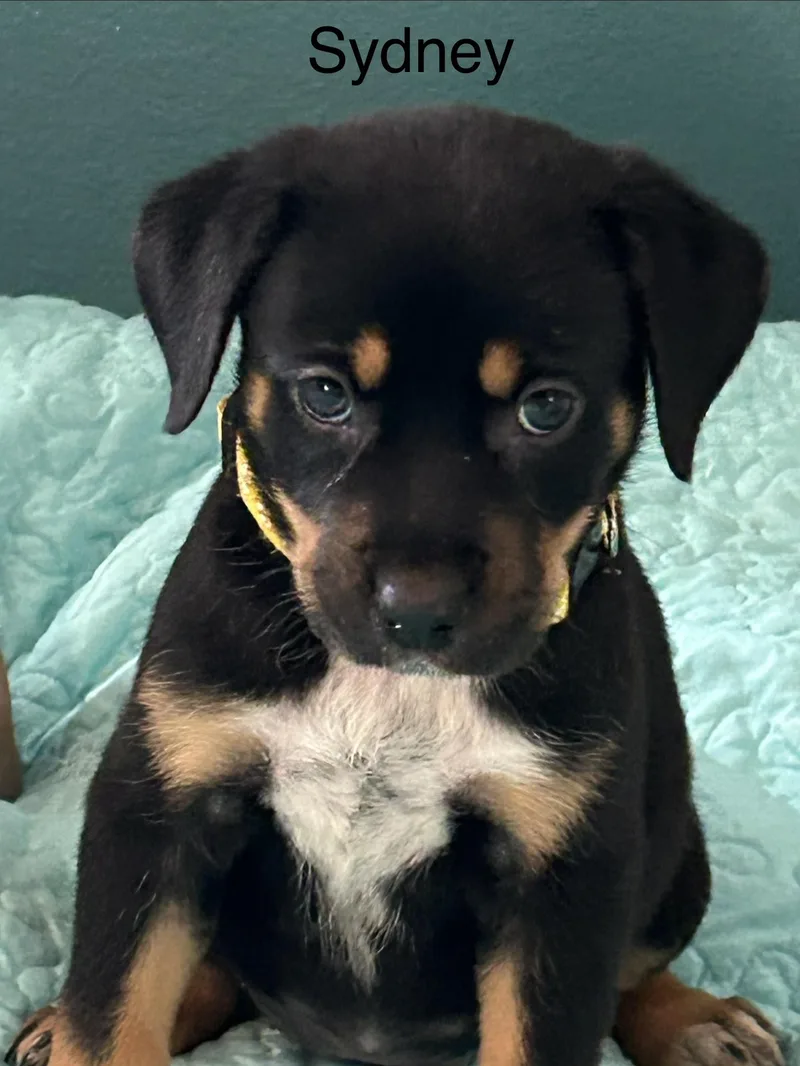 A baby medium-sized female Tricolor (Brown, Black, & White) Rottweiler dog named Sydney for adoption in Texarkana, TX