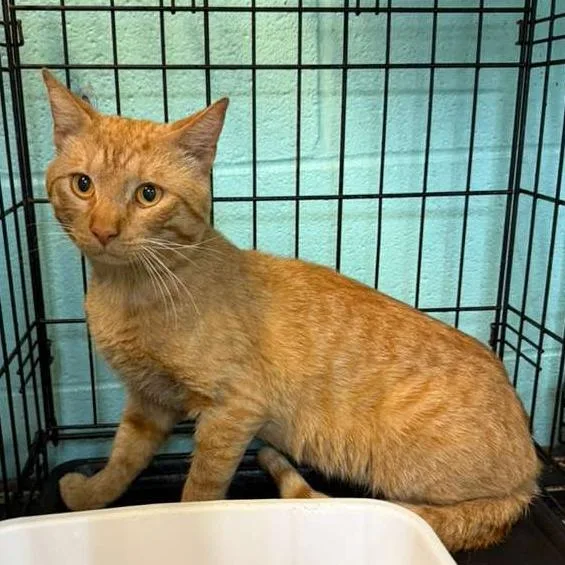 An adult medium-sized male Orange / Red Domestic Short Hair cat named Scorch for adoption in Gadsden, AL
