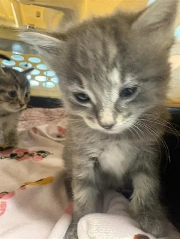 A baby small-sized female Domestic Short Hair cat named Emma for adoption in San Martin, CA