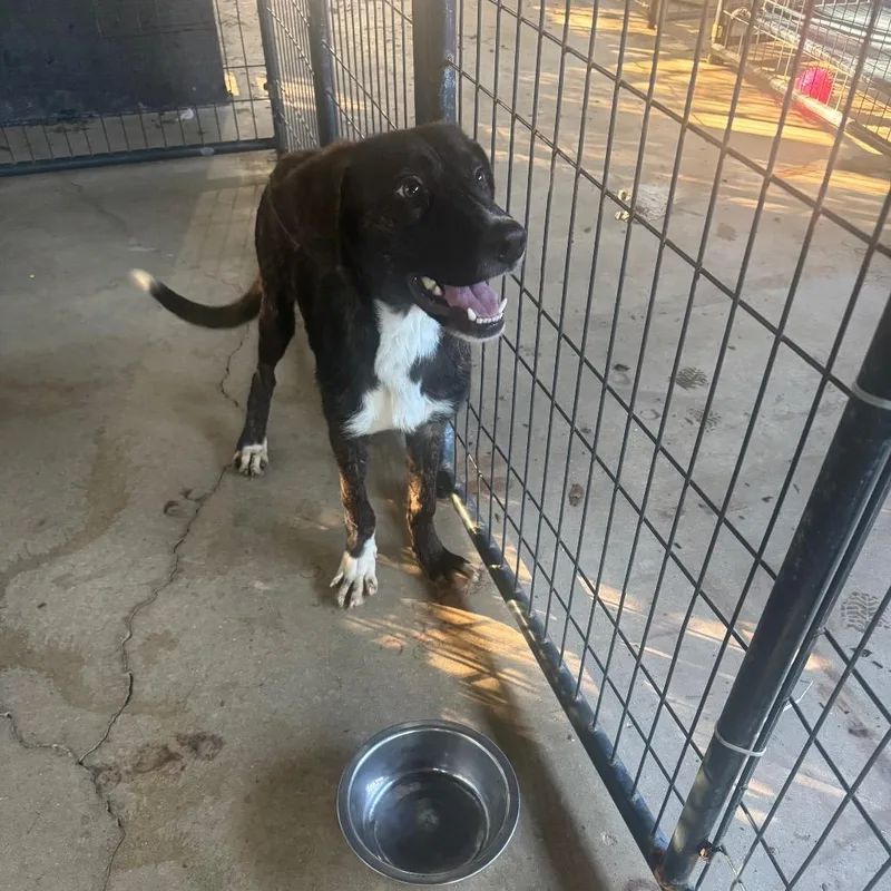 A young medium-sized male Brindle Dutch Shepherd dog named Leopold for adoption in Hinesville, GA