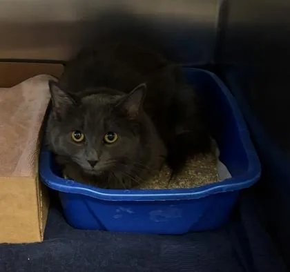 An adult small-sized female Domestic Short Hair cat named Cleo for adoption in West Chester, PA