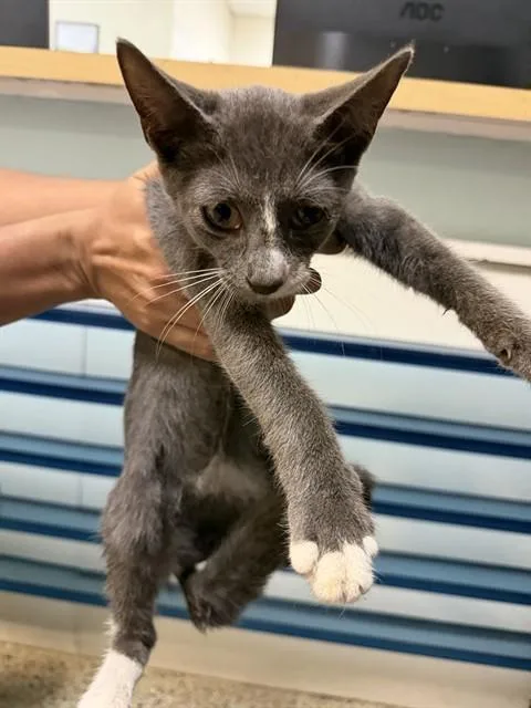 A baby small-sized male Domestic Short Hair cat named Bobby for adoption in Miami, FL
