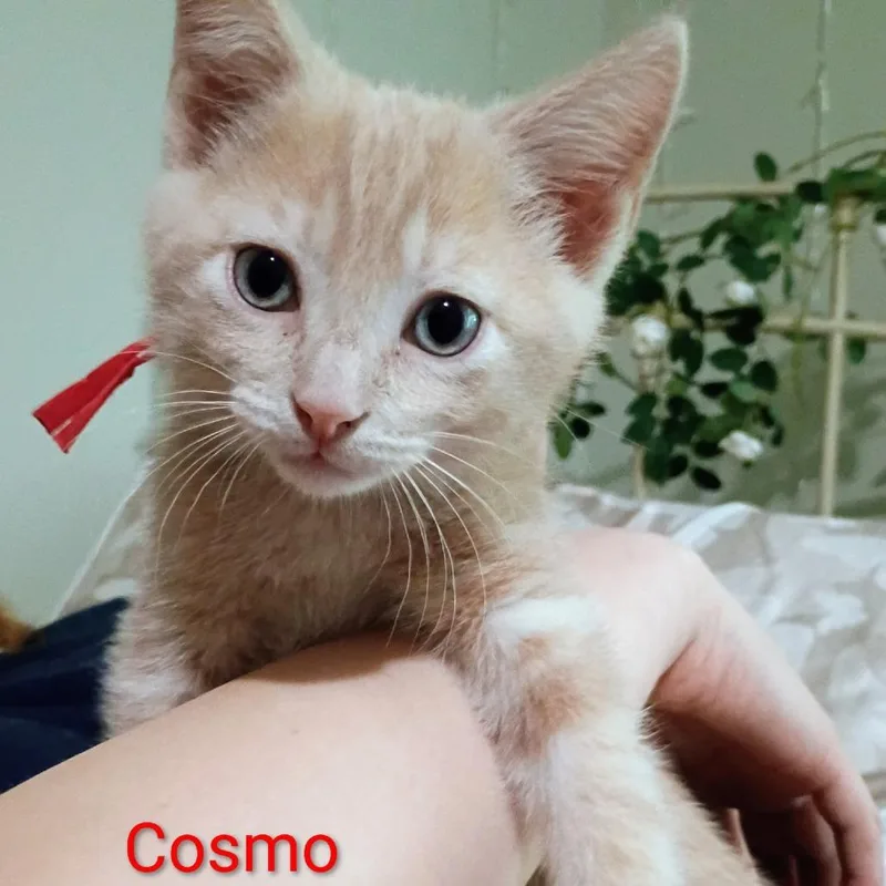A baby small-sized male Buff / Tan / Fawn Domestic Short Hair cat named Cosmo for adoption in Carmel, IN