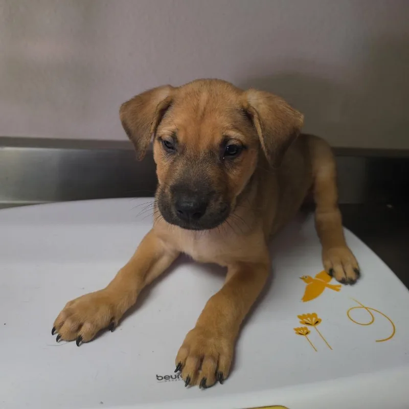 A baby small-sized female Retriever dog named Capri Sun for adoption in San Antonio, TX