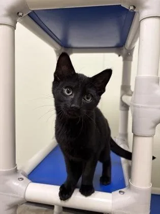 A young medium-sized male American Shorthair cat named Dave for adoption in Cashiers, NC