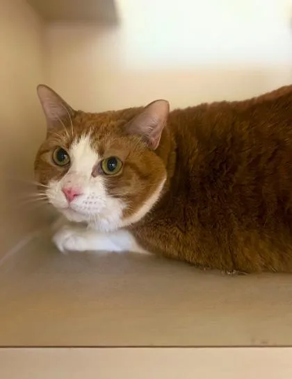An adult large-sized female Orange & White Domestic Short Hair cat named Darla for adoption in Quincy, IL