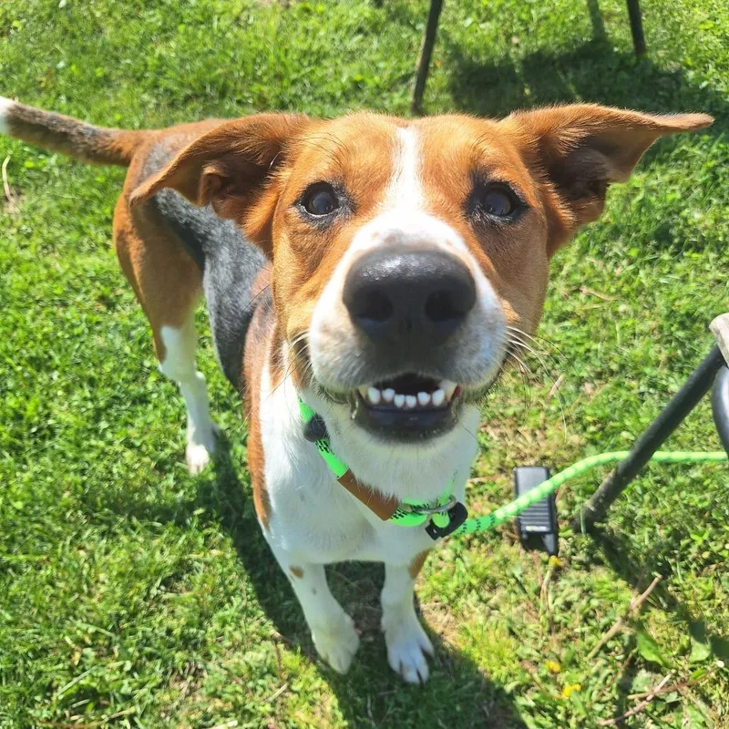 An adult medium-sized male Tricolor (Brown, Black, & White) Mixed Breed dog named Hawke for adoption in Cape Girardeau, MO