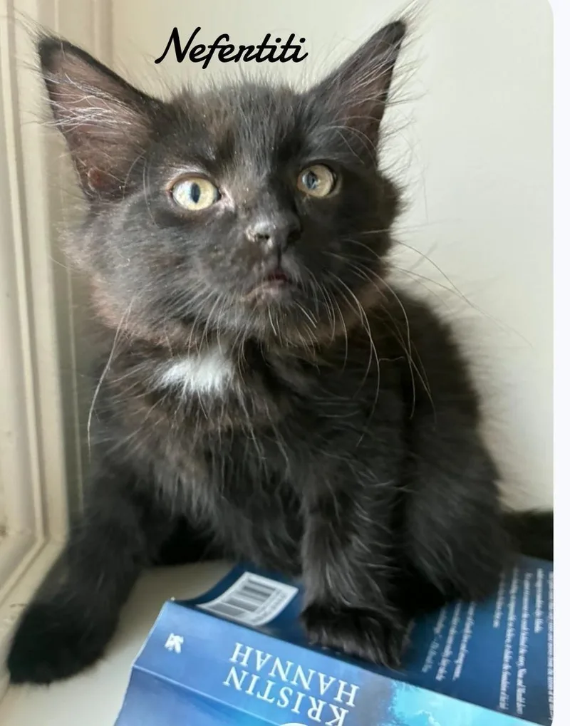 A baby medium-sized female Domestic Medium Hair cat named Nefertiti for adoption in Naugatuck, CT