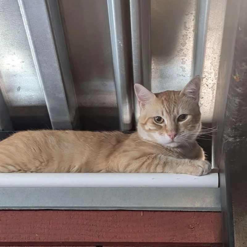 An adult extra large-sized male Orange / Red Domestic Short Hair cat named Leo for adoption in San Diego, CA