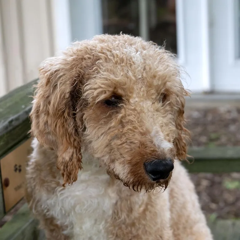 An adult medium-sized male Yellow / Tan / Blond / Fawn Poodle dog named Duck for adoption in McKean, PA