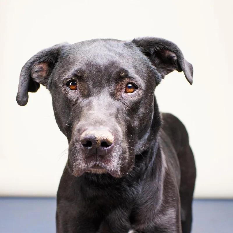 An adult large-sized female Black Labrador Retriever dog named Raven for adoption in Palm Springs, CA