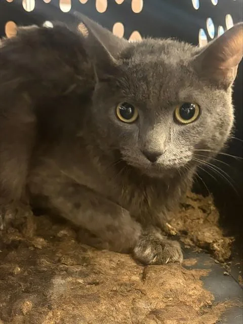 A young large-sized male Domestic Short Hair cat named Silver for adoption in Stockton, CA