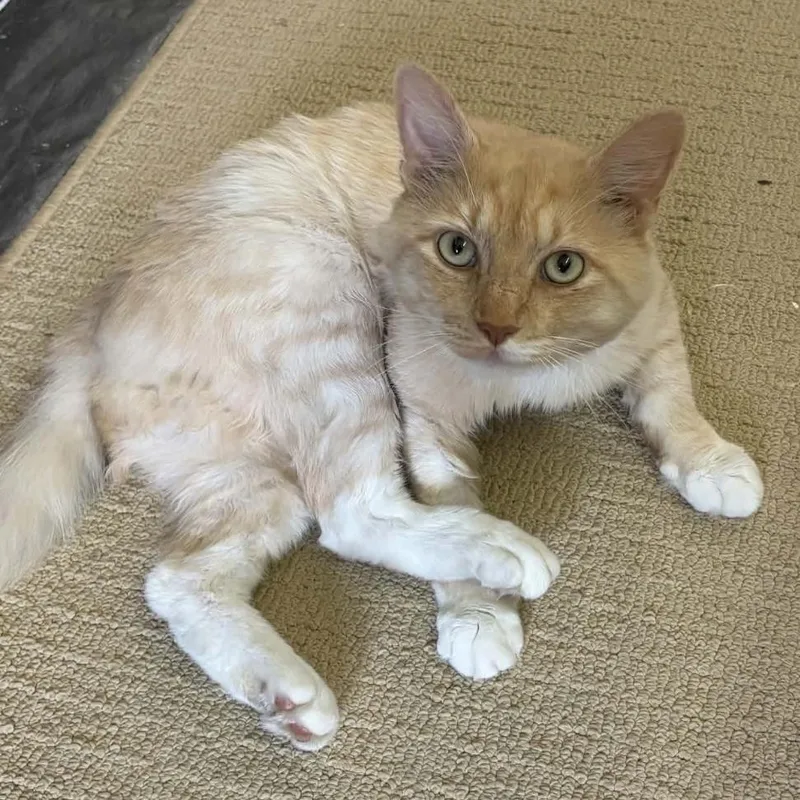 A young large-sized male Buff / Tan / Fawn Domestic Medium Hair cat named Eli for adoption in Martinsville, VA