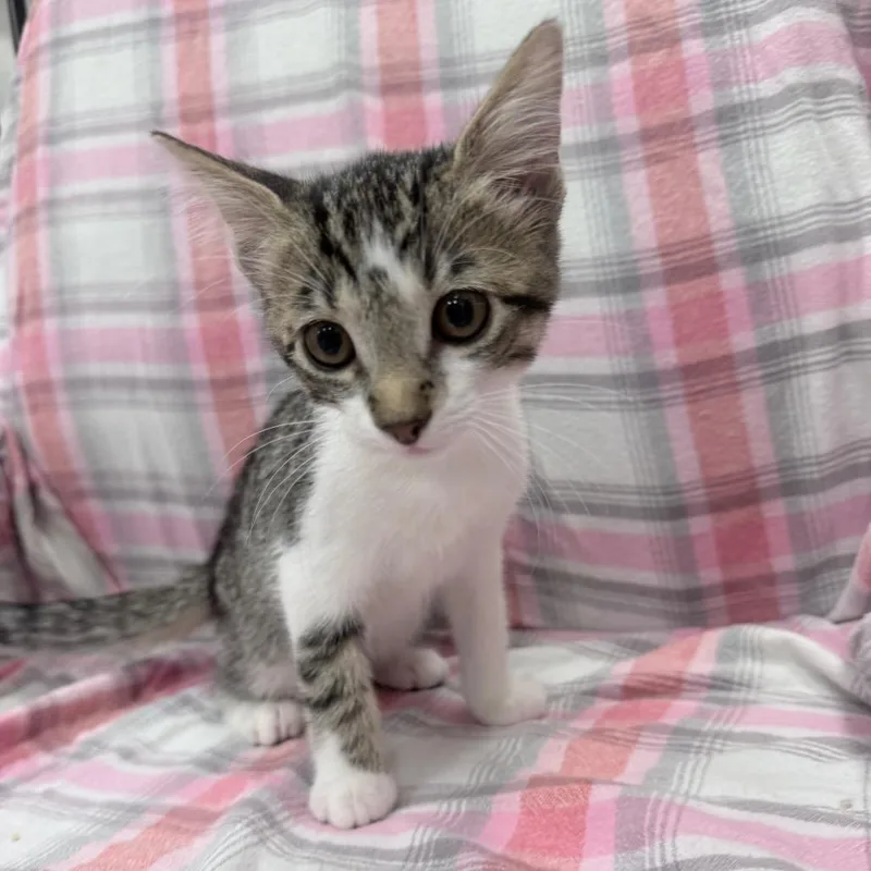 A baby small-sized female White Domestic Short Hair cat named Kat for adoption in Jupiter, FL