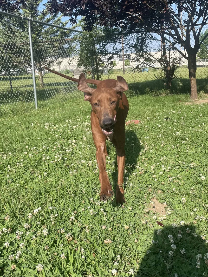 A young large-sized female Brown / Chocolate Redbone Coonhound dog named Brandy for adoption in Mishawaka, IN