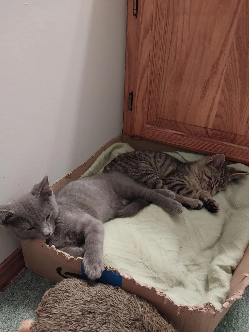 A baby medium-sized male Gray / Blue / Silver Domestic Short Hair cat named Rugen for adoption in Rootstown, OH