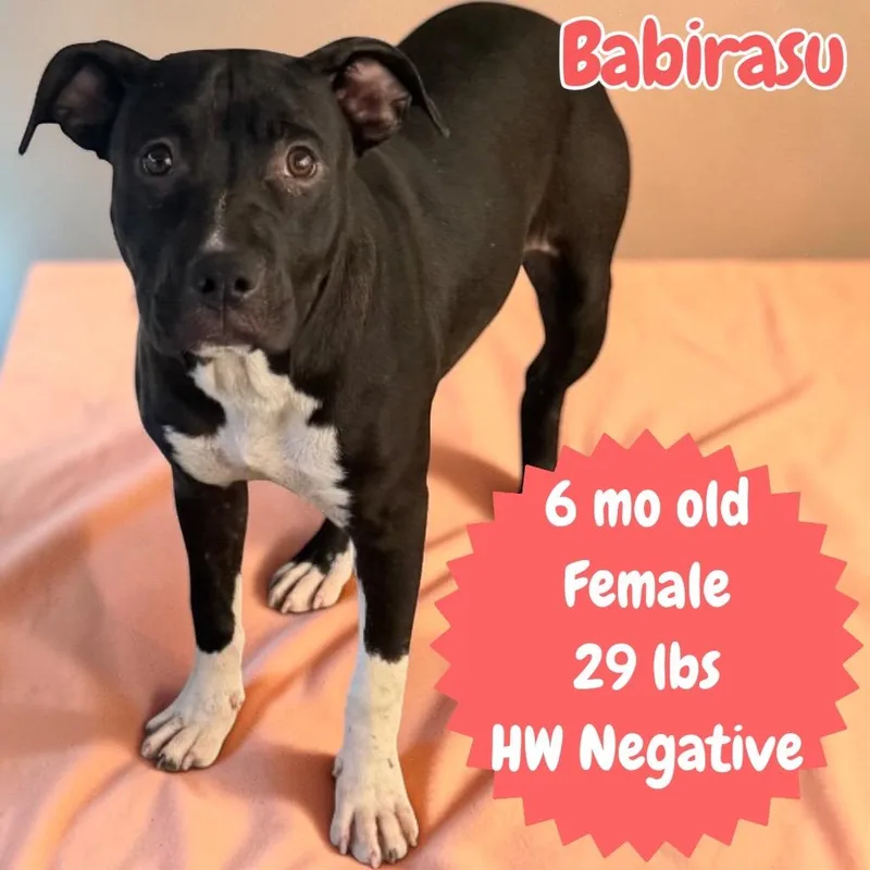 Babirasu thumbnail 3