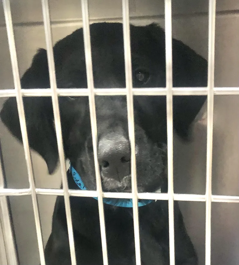 A baby medium-sized male Black Labrador Retriever dog named Eucalyptus for adoption in Parma, OH