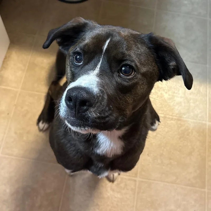 An adult medium-sized male Black American Staffordshire Terrier dog named Owen for adoption in Harrisonburg, VA