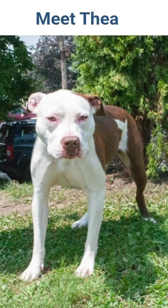 Thea Urgent thumbnail 2