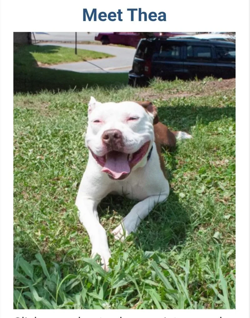 Thea Urgent thumbnail 3