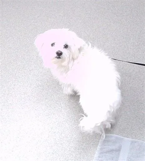 An adult small-sized male Maltese dog named Coco for adoption in Omaha, NE