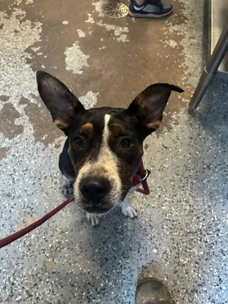 A young medium-sized female Pit Bull Terrier dog named Andromeda for adoption in Mobile, AL