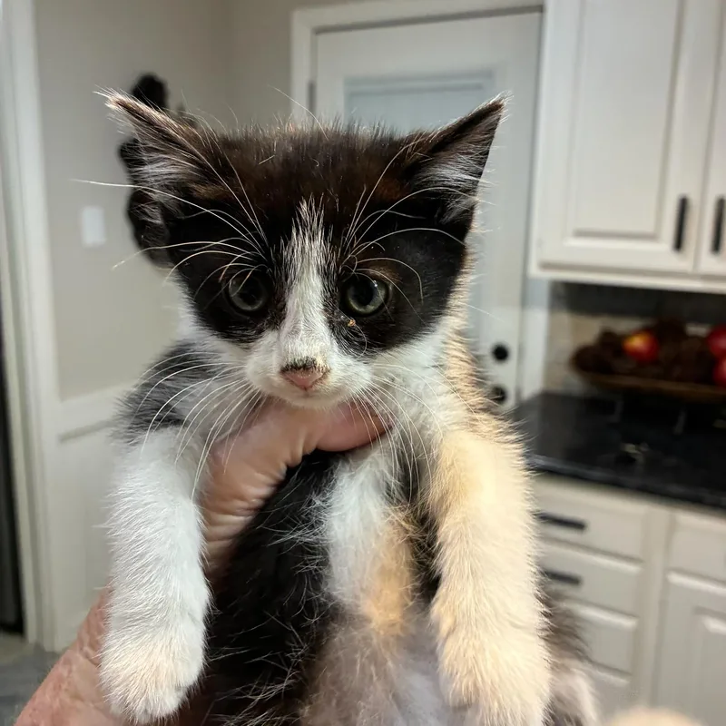 A baby medium-sized male Domestic Medium Hair cat named Corvid for adoption in Gainesville, VA