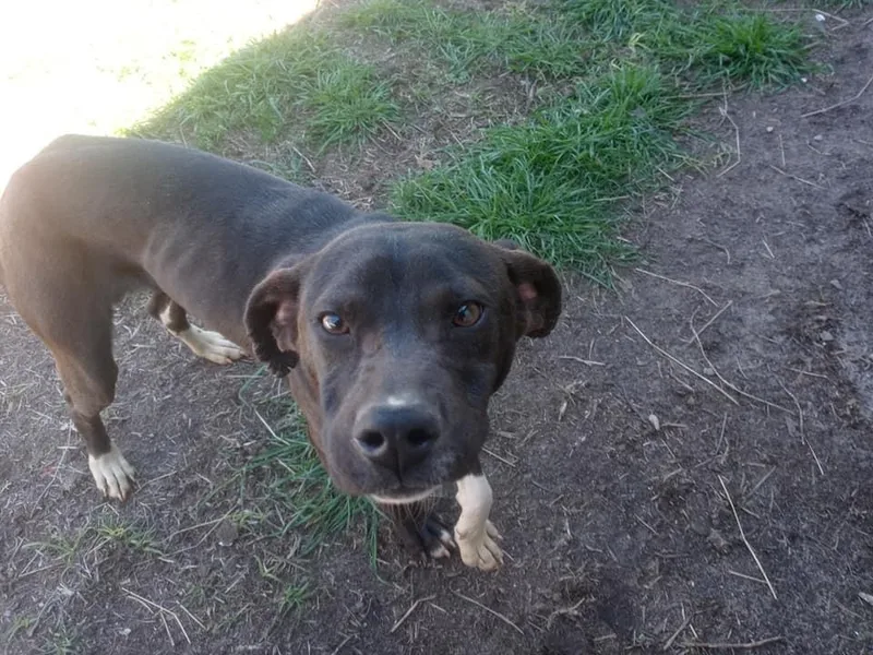 Sylvester thumbnail 2