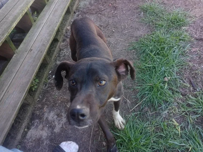 Sylvester thumbnail 3