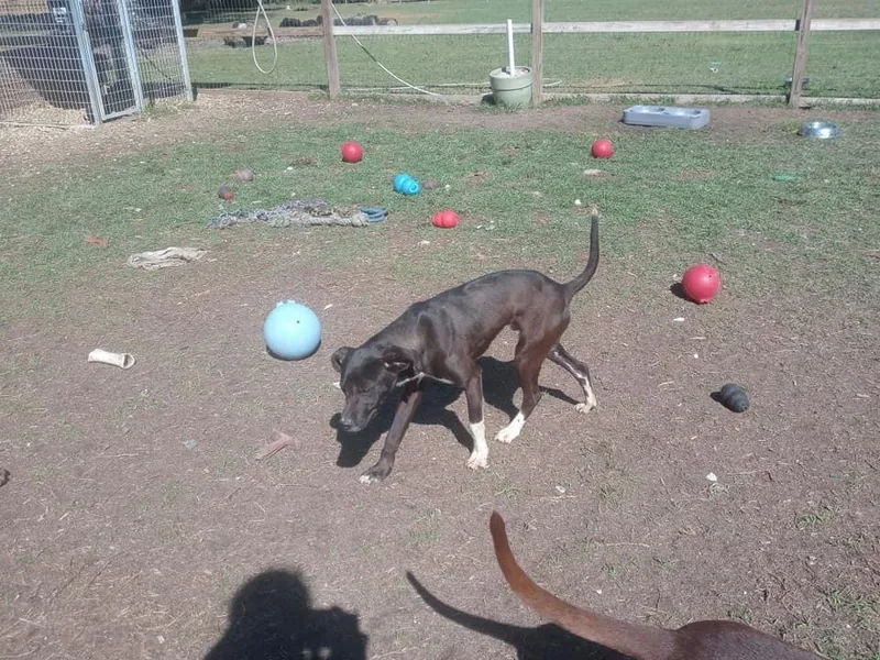 Sylvester thumbnail 4