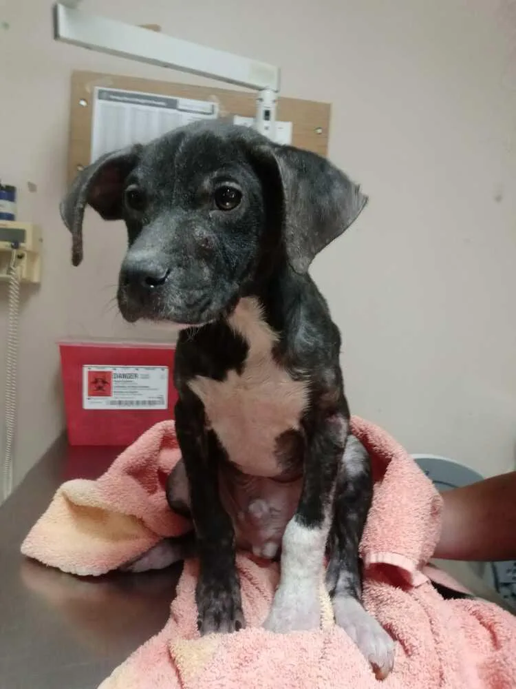 Sylvester thumbnail 6