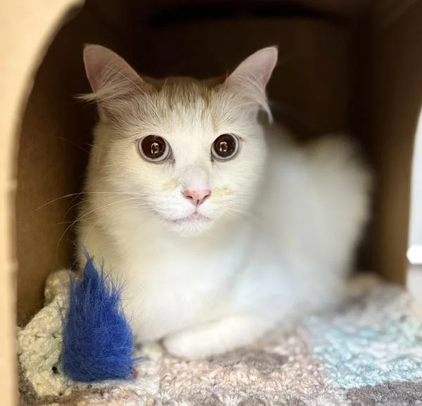 A young large-sized female Ragdoll cat named Augusta for adoption in Sioux City, IA