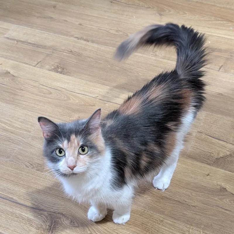 A young small-sized female Calico Domestic Long Hair cat named Tasha for adoption in Lexington, KY