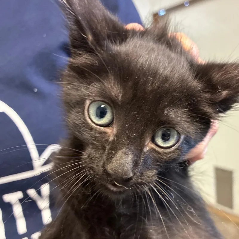 A baby small-sized male Black Domestic Short Hair cat named Robin for adoption in Hattiesburg, MS