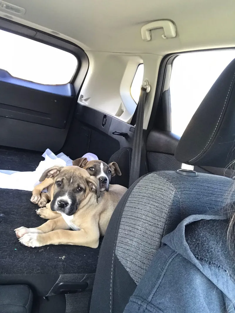 Bella And Bo thumbnail 2