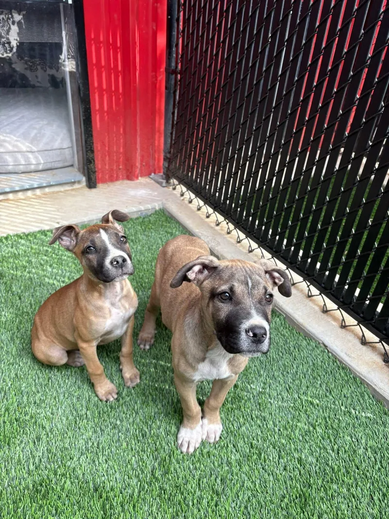 Bella And Bo thumbnail 4