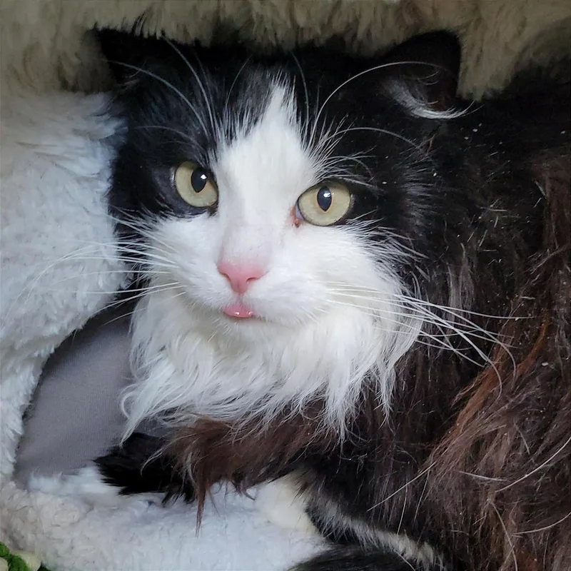 An adult large-sized female Black Domestic Long Hair cat named Shadow for adoption in Nashville, IN