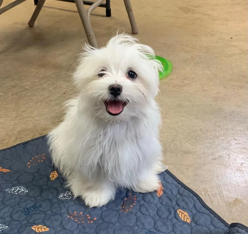 Winston