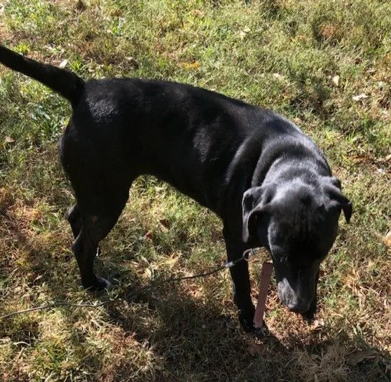 A young medium-sized female Black Labrador Retriever dog named Bell for adoption in Cleveland, AL