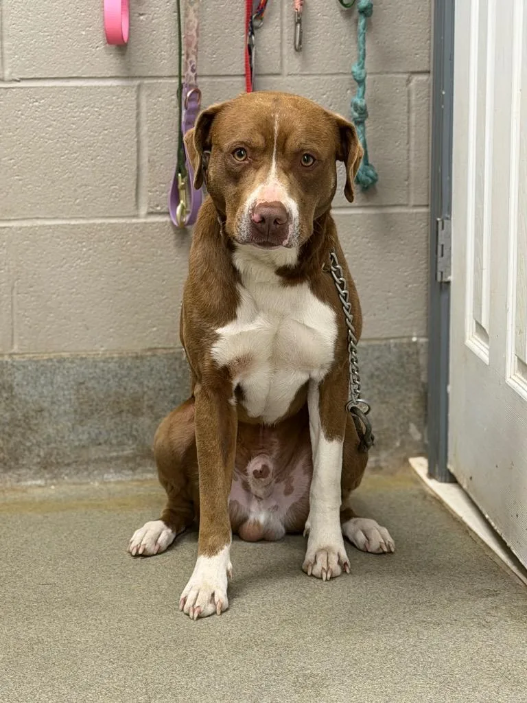 An adult large-sized male Pit Bull Terrier dog named Mac for adoption in Hopkinsville, KY