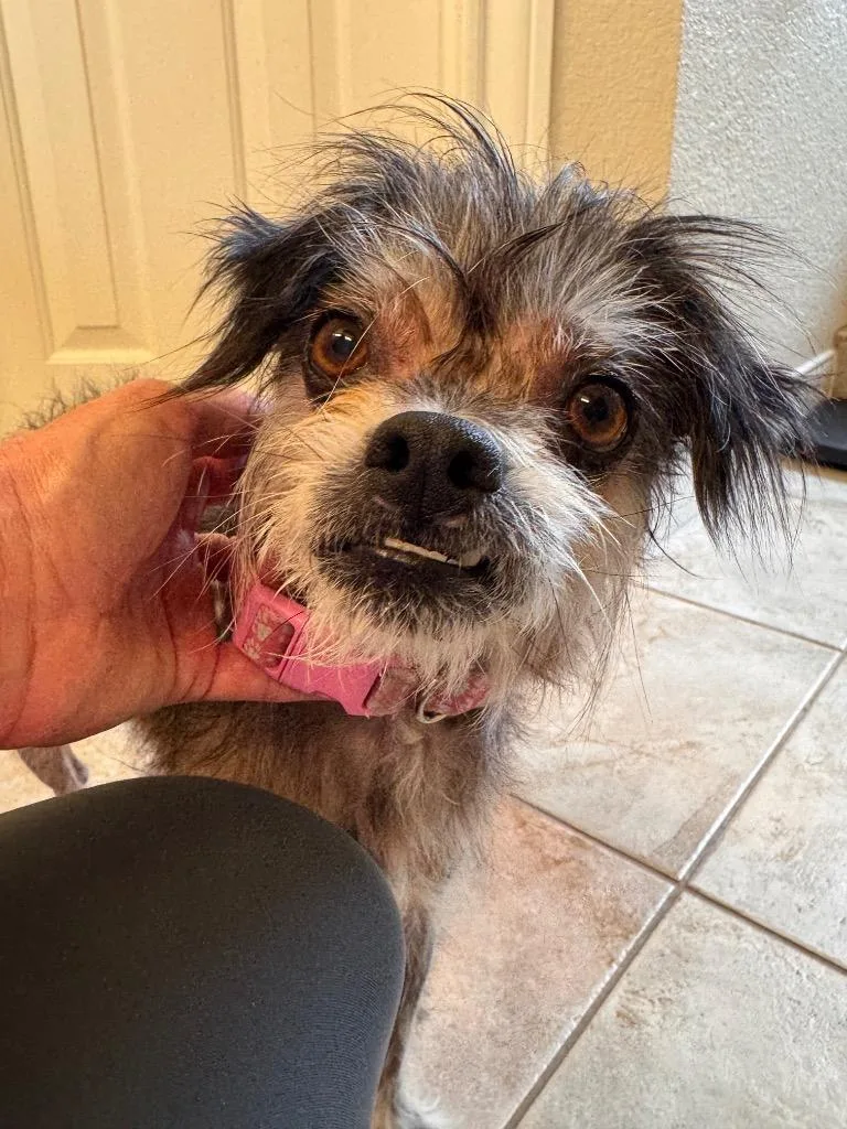 Pippa