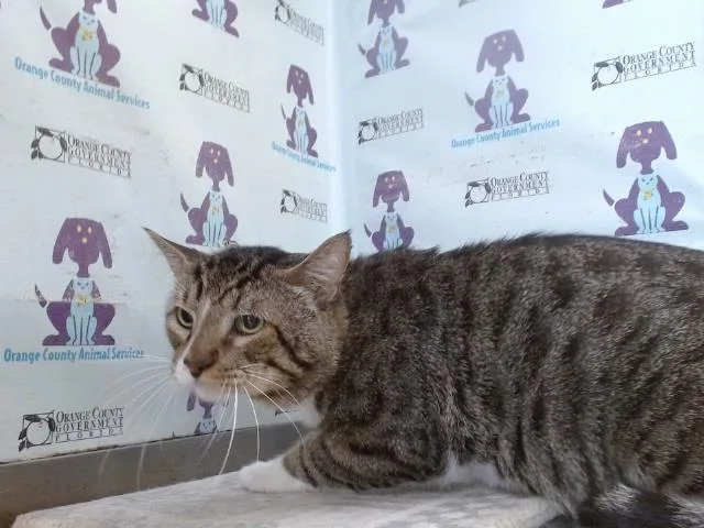 An adult small-sized male Domestic Short Hair cat named Manny for adoption in Orlando, FL