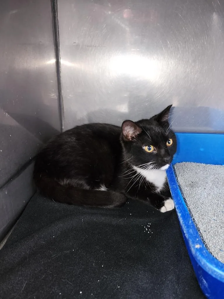 A young medium-sized female Domestic Short Hair cat named Bobbi for adoption in Virginia, MN