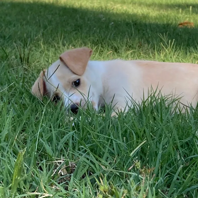 A baby small-sized female Yellow / Tan / Blond / Fawn Mixed Breed dog named Cider for adoption in Winston Salem, NC