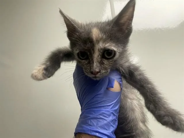 A baby small-sized female Domestic Short Hair cat named Piglet for adoption in Ontario, CA